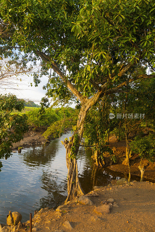 Old tree between river in rural area of ​​Guatemala, force of organic nature.